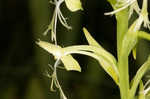 Green fringed orchid